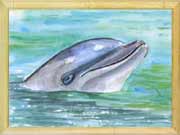 Smiles the Dolphin
