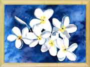 White Plumerias